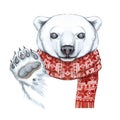 Drawing with a watercolor of a polar bear in the technique of a cartoon, on a theme of the new year, Christmas, in a knitted scarf