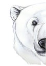 Drawing with watercolor of predator mammal polar bear, artic, portrait of polar bear, in realism style, white wool, pattern, print