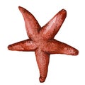 Drawing by watercolor red starfish in the class of invertebrates such as echinoderms Royalty Free Stock Photo