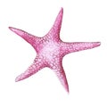 Drawing by watercolor red starfish in the class of invertebrates such as echinoderms