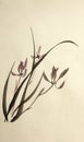 Drawing wild orchids Royalty Free Stock Photo