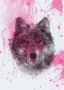 Drawing of a wolf in realism on a background of pink streaks of paint for your designs