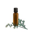 drawing wormwood essential oil