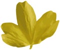The drawing of the yellow petals of a Crossandra flower