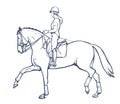 Drawing of horse rider woman performing dressage training, horse riding, horse stallion with jockey drawing for sport vector