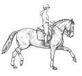 Drawing of young horse rider performing dressage training, horse riding, horse stallion with jockey drawing for sport vector Royalty Free Stock Photo