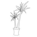 Drawing yucca in a pot, houseplant, hand-drawn, line art