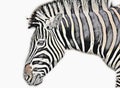 Drawing of Zebra, sketch of african mammal illustration