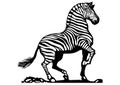 Drawing of zebra with white background illustration