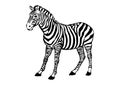 Drawing of zebra with white background illustration