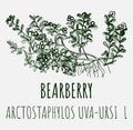 Drawings of BEARBERRY. Hand drawn illustration. Latin name ARCTOSTAPHYLOS UVA-URSI L