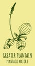 Drawings BROADLEAF PLANTAIN. Hand drawn illustration. Latin name PLANTAGO MAJOR L