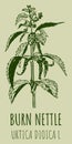 Drawings BURN NETTLE. Hand drawn illustration. Latin name URTICA DIOICA L