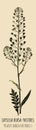 Drawings CAPSELLA BURSA-PASTORIS. Hand drawn illustration. Latin name THLASPI BURSA-PASTORIS L