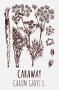 Drawings of Caraway. Hand drawn illustration. Latin name CARUM CARVI L