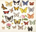drawings of Collection of butterflies on white background. generative ai Royalty Free Stock Photo