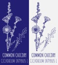 Drawings COMMON CHICORY. Hand drawn illustration. Latin name CICHORIUM INTYBUS L