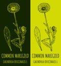 Drawings COMMON MARIGOLD. Hand drawn illustration. Latin name CALENDULA OFFICINALIS L