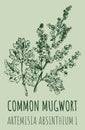 Drawings COMMON MUGWORT. Hand drawn illustration. Latin name ARTEMISIA ABSINTHIUM L