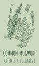 Drawings COMMON MUGWORT. Hand drawn illustration. Latin name ARTEMISIA VULGARIS L