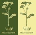 Drawings COMMON YARROW. Hand drawn illustration. Latin name ACHILLEA MILLEFOLIUM L