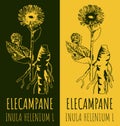 Drawings ELECAMPANE. Hand drawn illustration. Latin name Inula helenium L Royalty Free Stock Photo