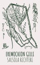 Drawings of EREMOCHION GILLI. Hand drawn illustration. Latin name SALSOLA RICHTERI Royalty Free Stock Photo