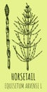 Drawings of FIELD HORSETAIL. Hand drawn illustration. Latin name EQUISETUM ARVENSE L