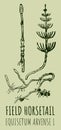 Drawings of FIELD HORSETAIL. Hand drawn illustration. Latin name EQUISETUM CALDERI B