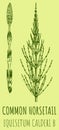 Drawings of FIELD HORSETAIL. Hand drawn illustration. Latin name EQUISETUM CALDERI B