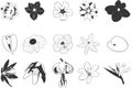 Drawings of Flowers