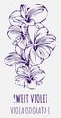 Drawings Fragrant violet. Hand drawn illustration. Latin name Viola odorata L