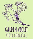 Drawings GARDEN VIOLET. Hand drawn illustration. Latin name Viola odorata L