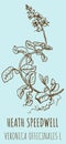 Drawings HEATH SPEEDWELL. Hand drawn illustration. Latin name VERONICA OFFICINALIS L