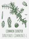 Drawings juniper. Hand drawn illustration. Latin name JUNIPERUS COMMUNIS L