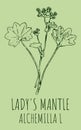 Drawings LADY\'S MANTLE. Hand drawn illustration. Latin name Alchemilla vulgaris L