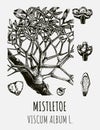 Drawings of MISTLETOE. Hand drawn illustration. Latin name VISCUM ALBUM L