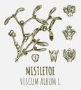 Drawings of MISTLETOE. Hand drawn illustration. Latin name VISCUM ALBUM L