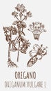 Drawings of OREGANO. Hand drawn illustration. Latin name ORIGANUM VULGARE L