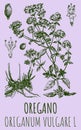 Drawings of OREGANO. Hand drawn illustration. Latin name ORIGANUM VULGARE L