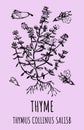 Drawings ORIGANUM THYMUS. Hand drawn illustration. Latin name Thymus vulgaris L