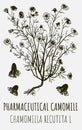 Drawings of PHARMACEUTICAL CAMOMILE. Hand drawn illustration. Latin name MATRICARIA RECUTITA L