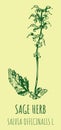 Drawings sage. Hand drawn illustration. Latin name Salvia officinalis L