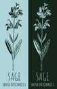 Drawings sage. Hand drawn illustration. Latin name Salvia officinalis L