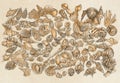 Drawings of shells, decoration of seashells from the beach