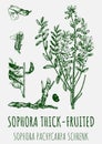 Drawings of Sophora thick-fruited. Hand drawn illustration. Latin name SOPHORA PACHYCARPA