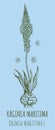 Drawings of Urginea maritima. Hand drawn illustration. Latin name DRIMIA MARITIMA L