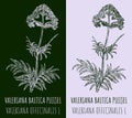 Drawings VALERIANA BALTICA PLEIJEL. Hand drawn illustration. Latin name VALERIANA OFFICINALIS L