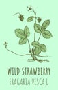 Drawings WILD STRAWBERRY. Hand drawn illustration. Latin name FRAGARIA VESCA L Royalty Free Stock Photo