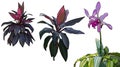 Drawn beautiful tropical plants Orchid and Cordyline shrub